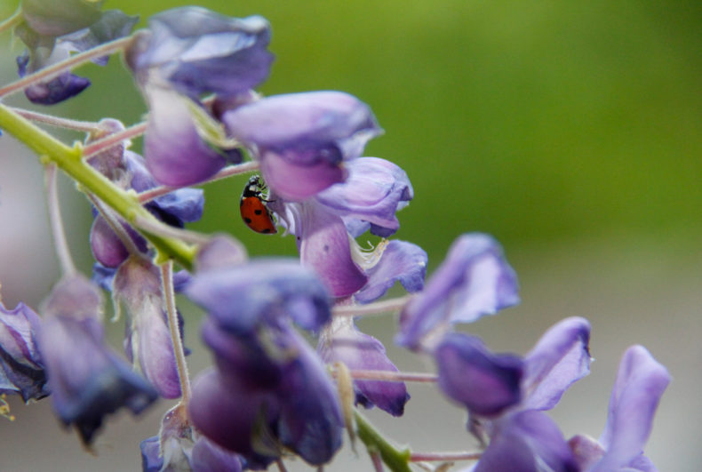 Ein Marienkäfer krabbelt auf die Blüte einer Blume